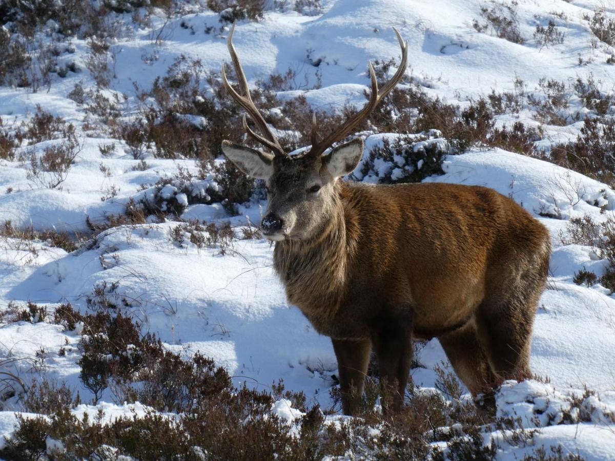 Caman House Apt 2 - By Where Stags Roar Newtonmore Zewnętrze zdjęcie